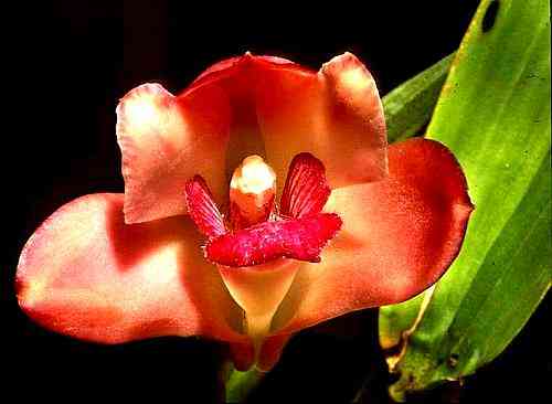 Bifrenaria tyrianthina